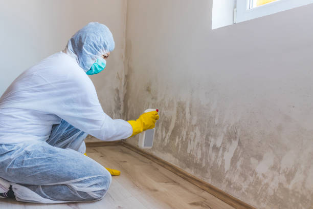 Licensed Mold Testing service in Batavia, NY - WQB Mold Removal